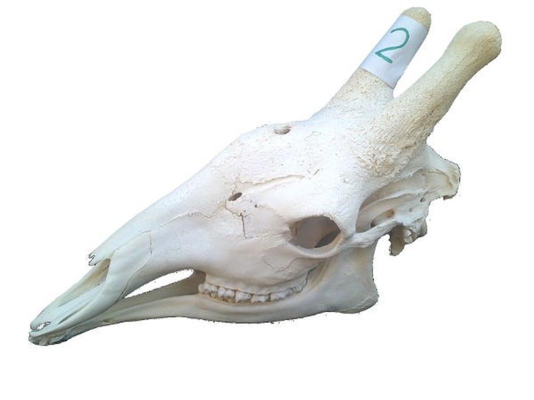 Giraffe Skull For Sale 02 - Image 2