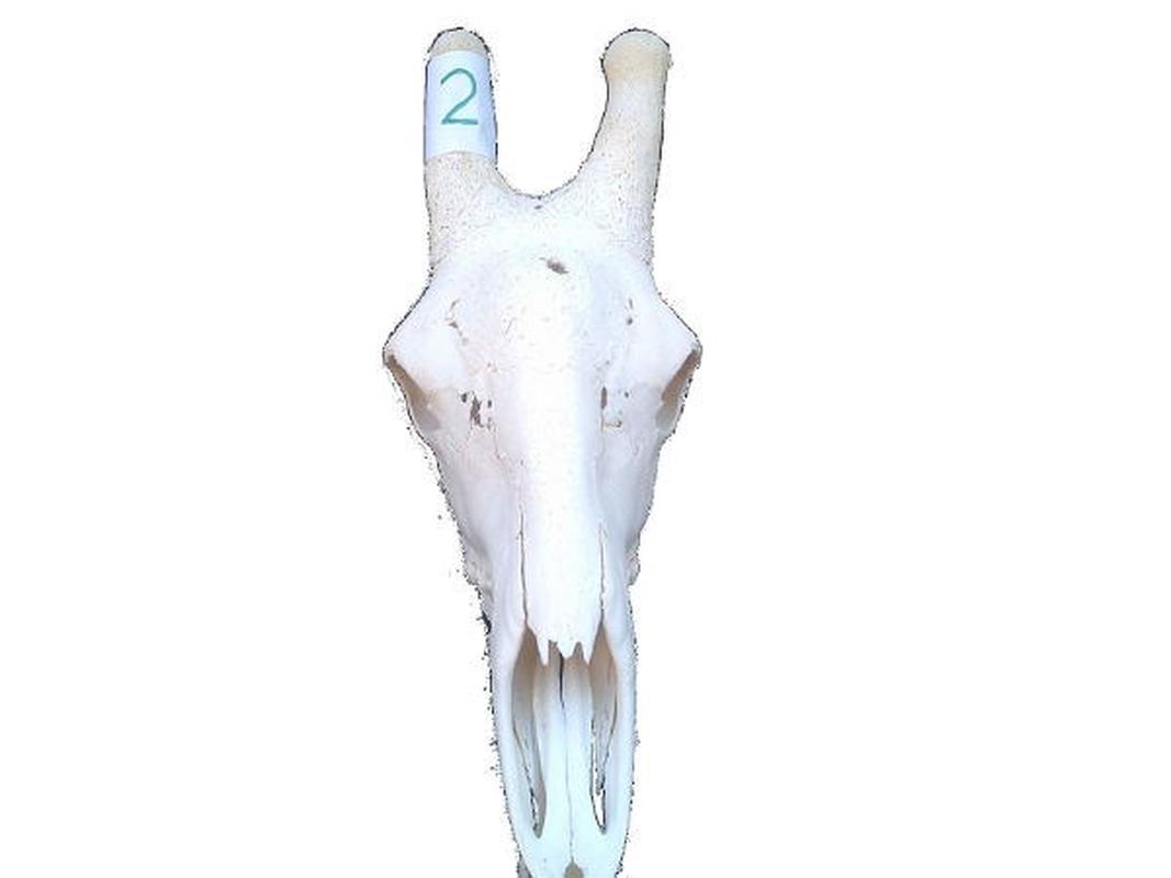 Giraffe Skull For Sale 02 - Image 3