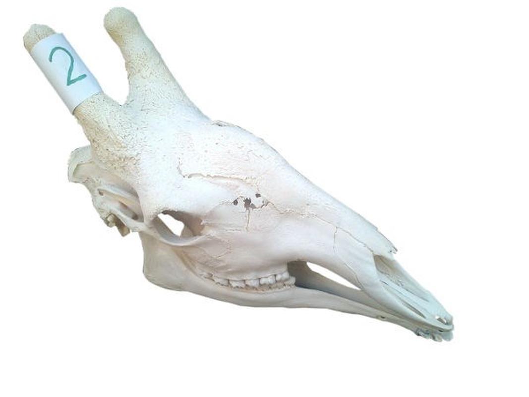 Giraffe Skull For Sale 02 - Image 4