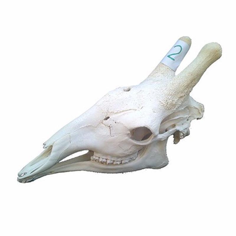Giraffe Skull For Sale 02