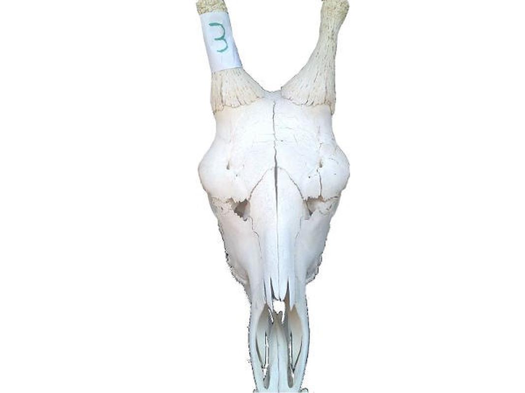 Giraffe Skull For Sale 03 - Image 2