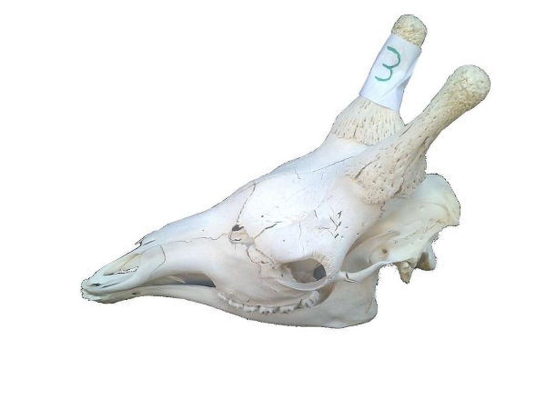 Giraffe Skull For Sale 03 - Image 3