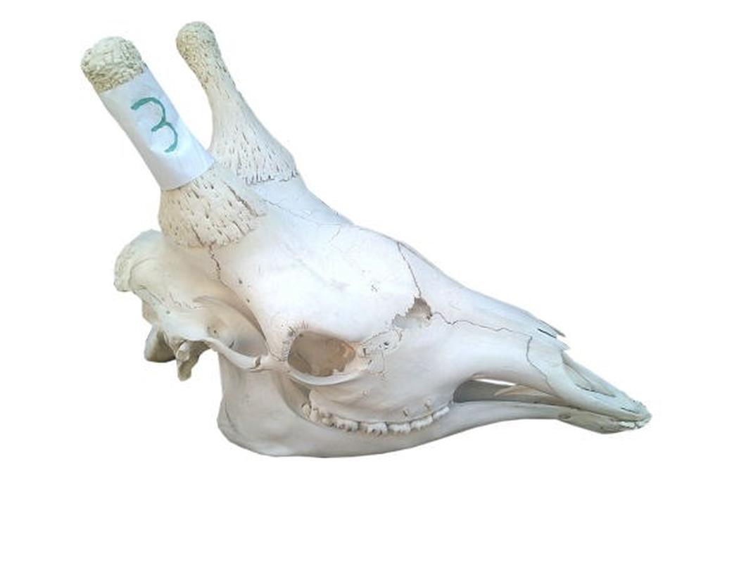 Giraffe Skull For Sale 03 - Image 4
