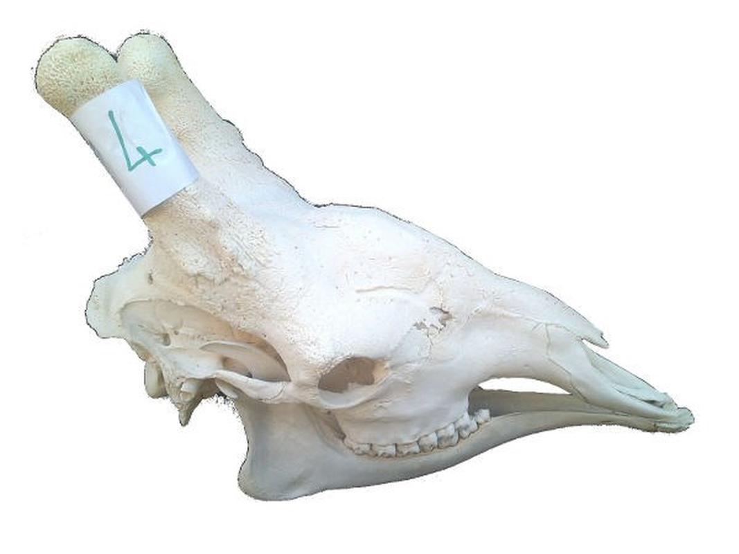 Giraffe Skull For Sale 04 - Image 2