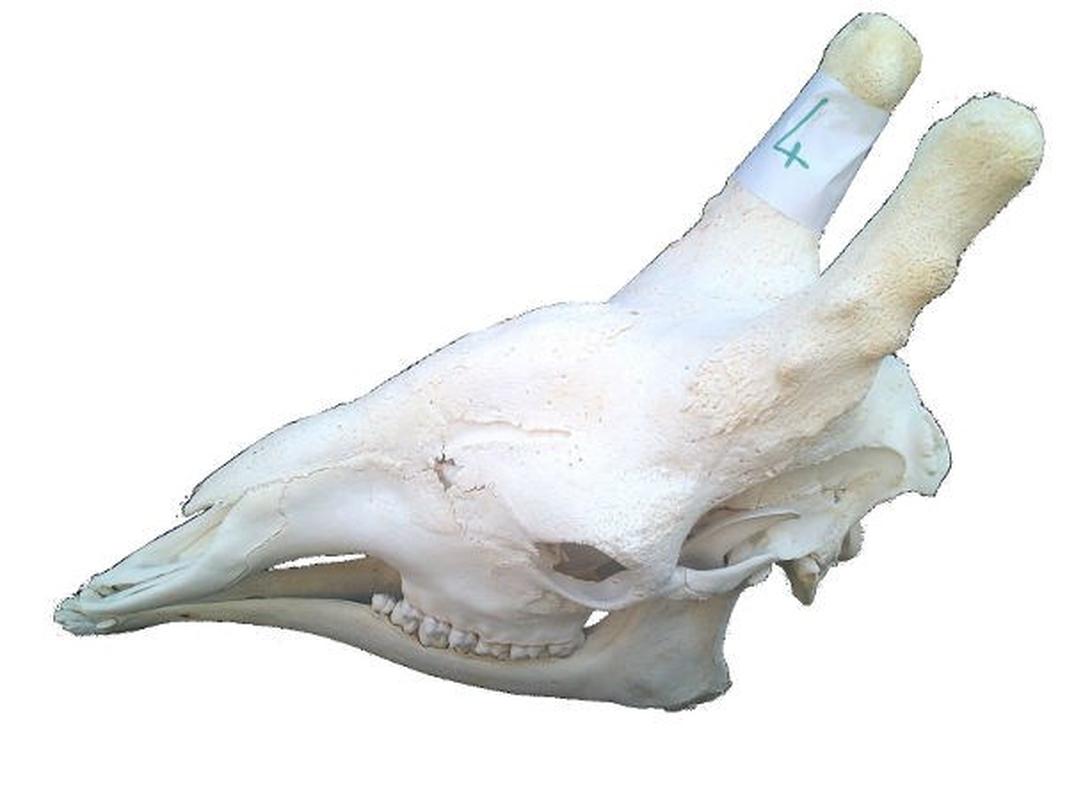 Giraffe Skull For Sale 04 - Image 3