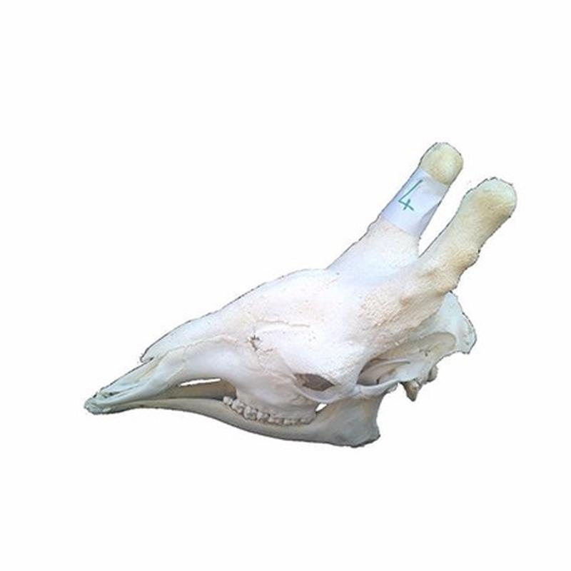 Giraffe Skull For Sale 04