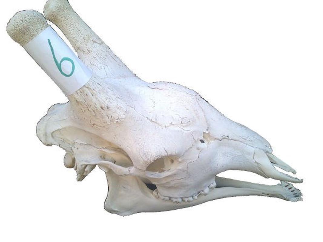 Giraffe Skull For Sale 06 - Image 2