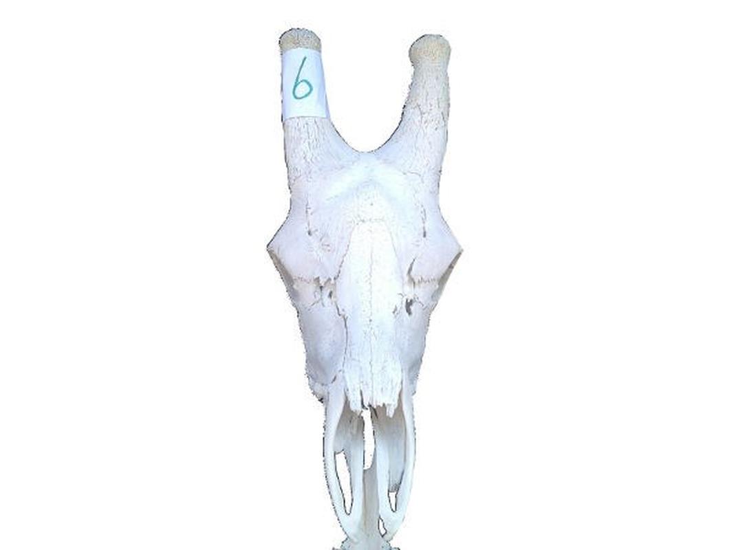 Giraffe Skull For Sale 06 - Image 3