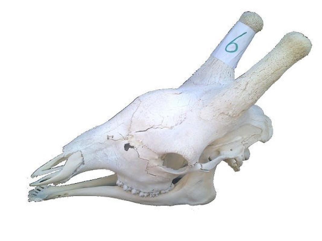 Giraffe Skull For Sale 06 - Image 4