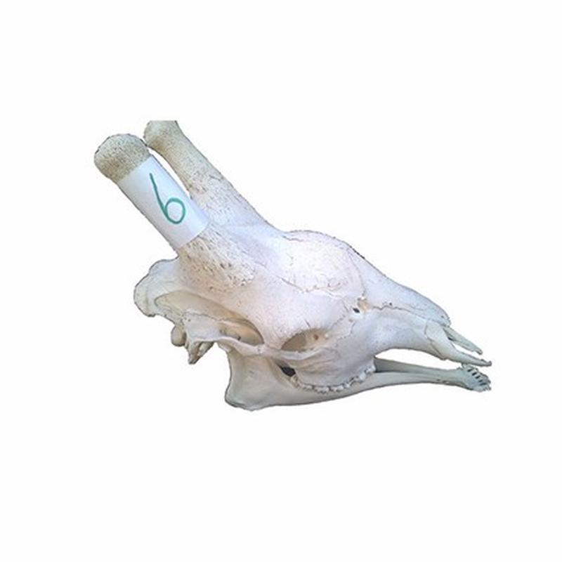 Giraffe Skull For Sale 06