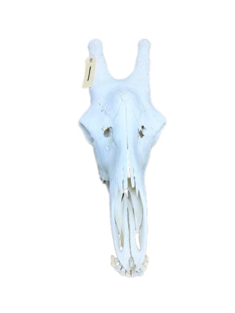 Giraffe Skull - GRSW1 - Image 2