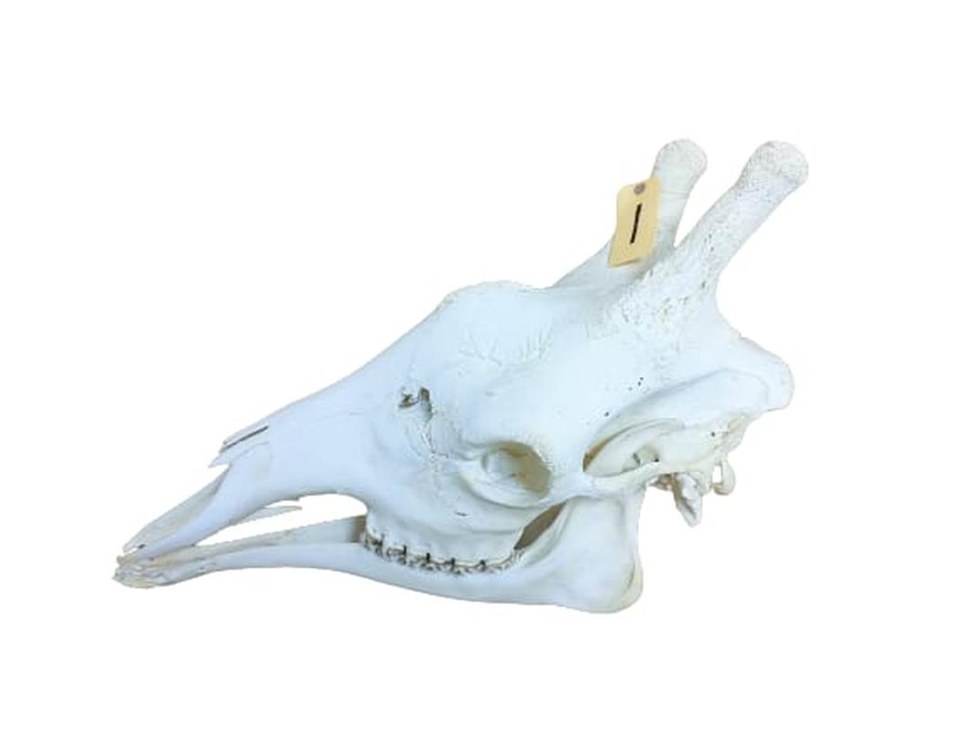 Giraffe Skull - GRSW1 - Image 3