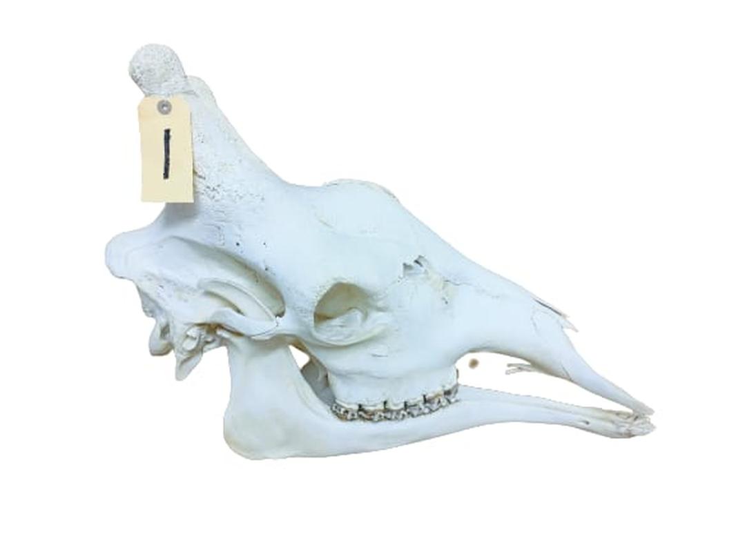 Giraffe Skull - GRSW1