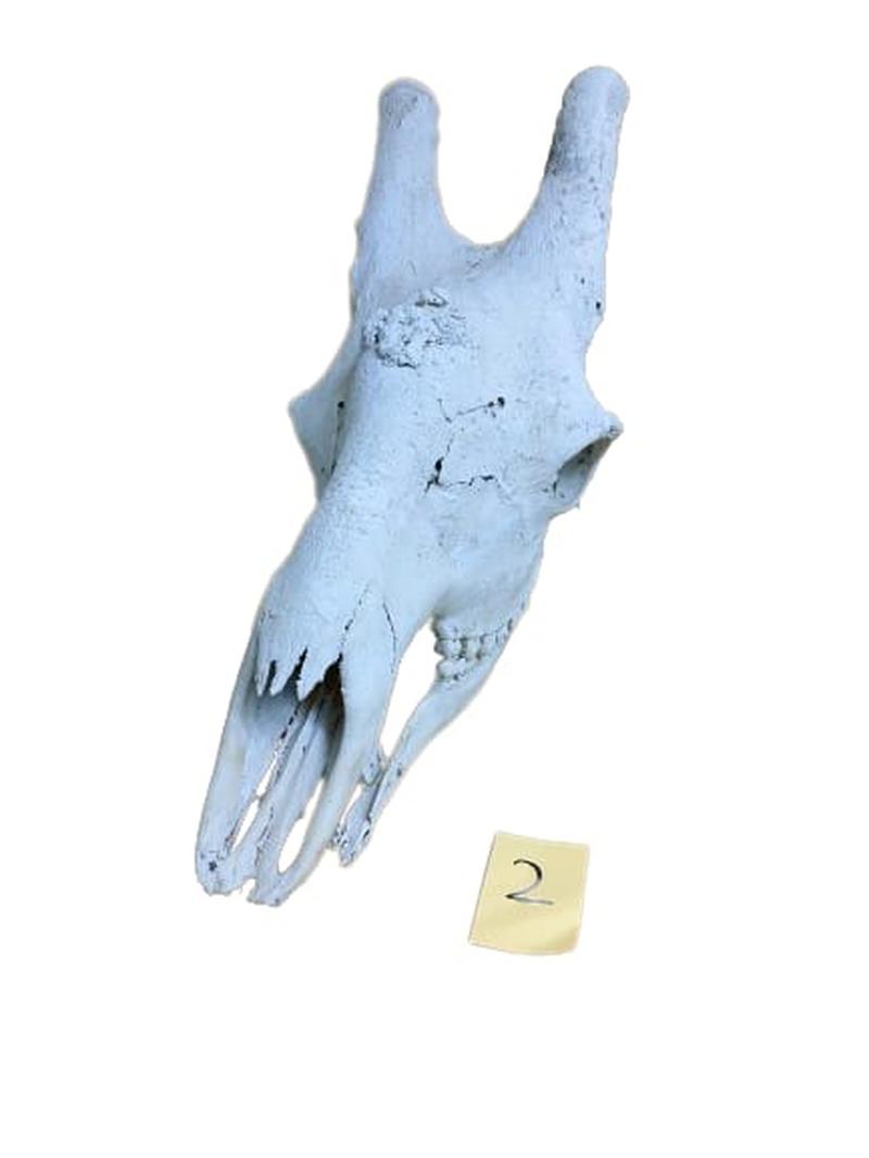 Giraffe Skull - GRSW2 - Image 2