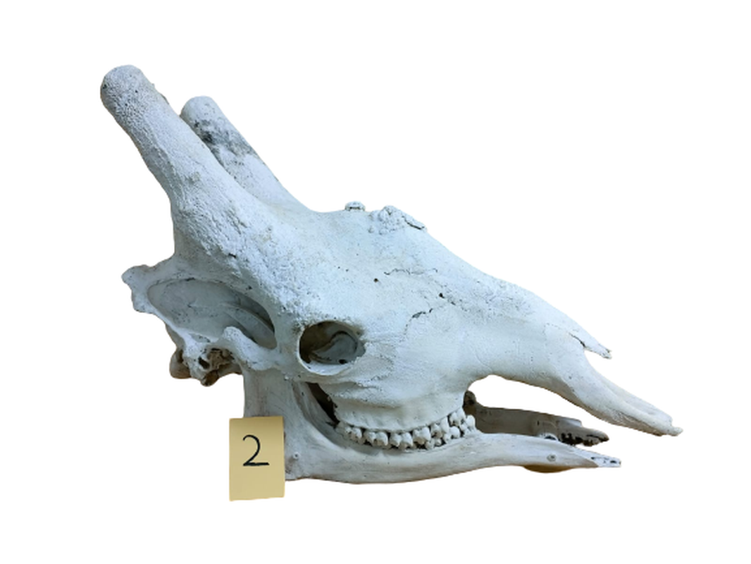 Giraffe Skull - GRSW2