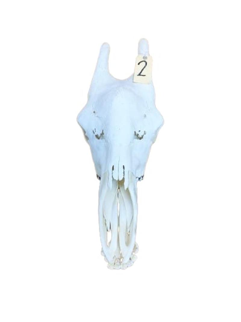 Giraffe Skull - GRSW2B - Image 2