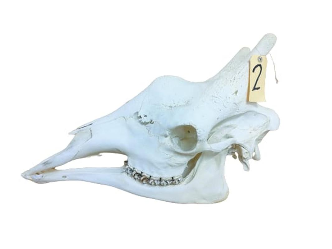 Giraffe Skull - GRSW2B - Image 3