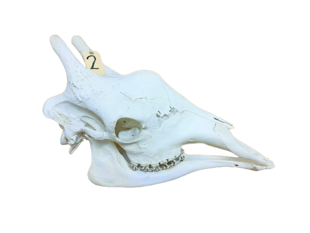 Giraffe Skull - GRSW2B