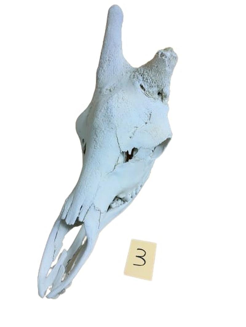 Giraffe Skull - GRSW3 - Image 2