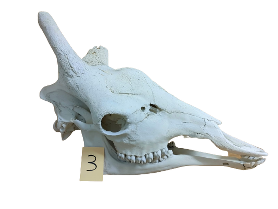 Giraffe Skull - GRSW3