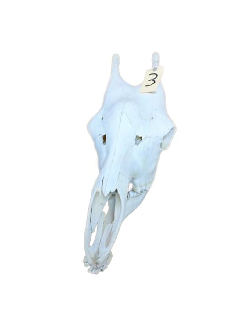 Giraffe Skull - GRSW3B - Image 2