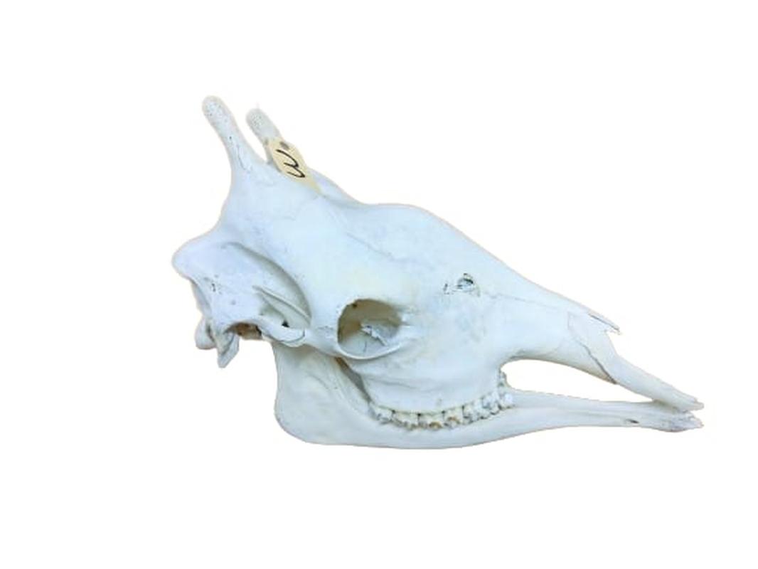 Giraffe Skull - GRSW3B - Image 3