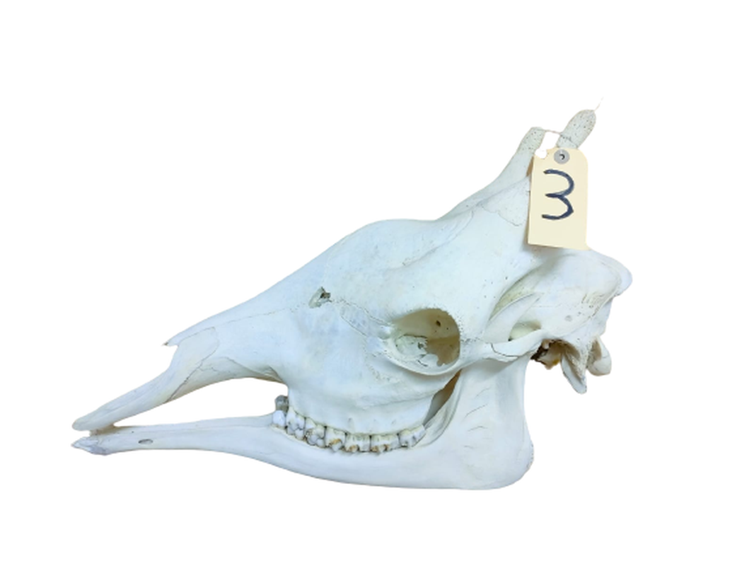 Giraffe Skull - GRSW3B
