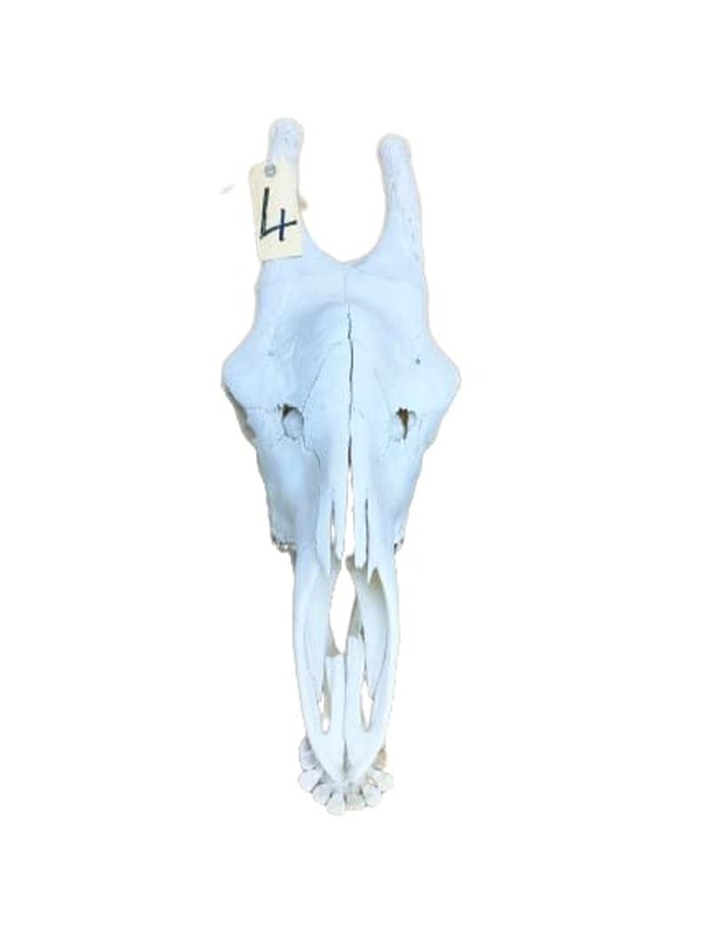 Giraffe Skull - GRSW4 - Image 2