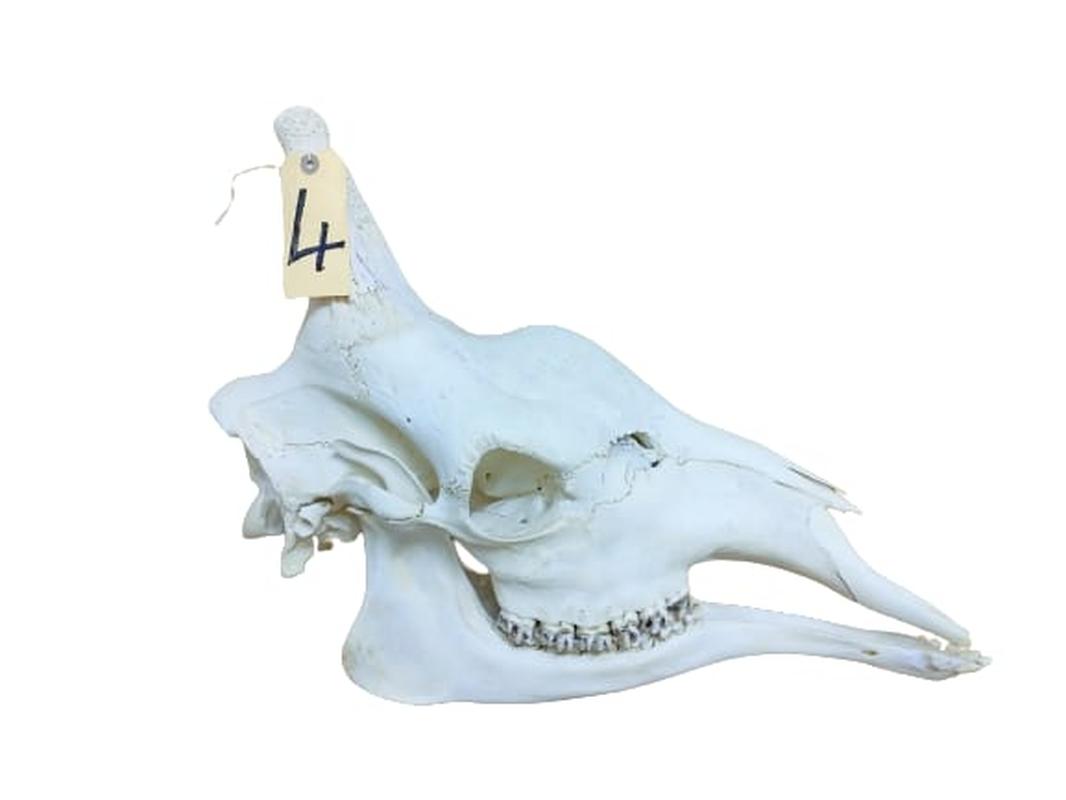 Giraffe Skull - GRSW4 - Image 3