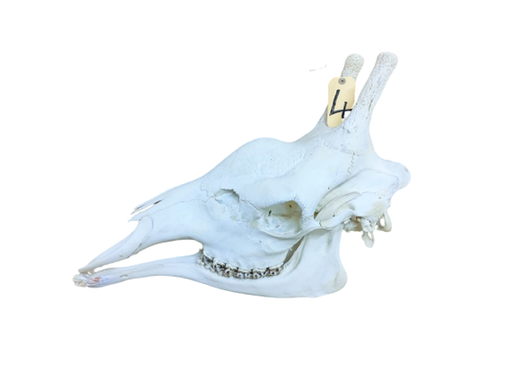 Giraffe Skull - GRSW4