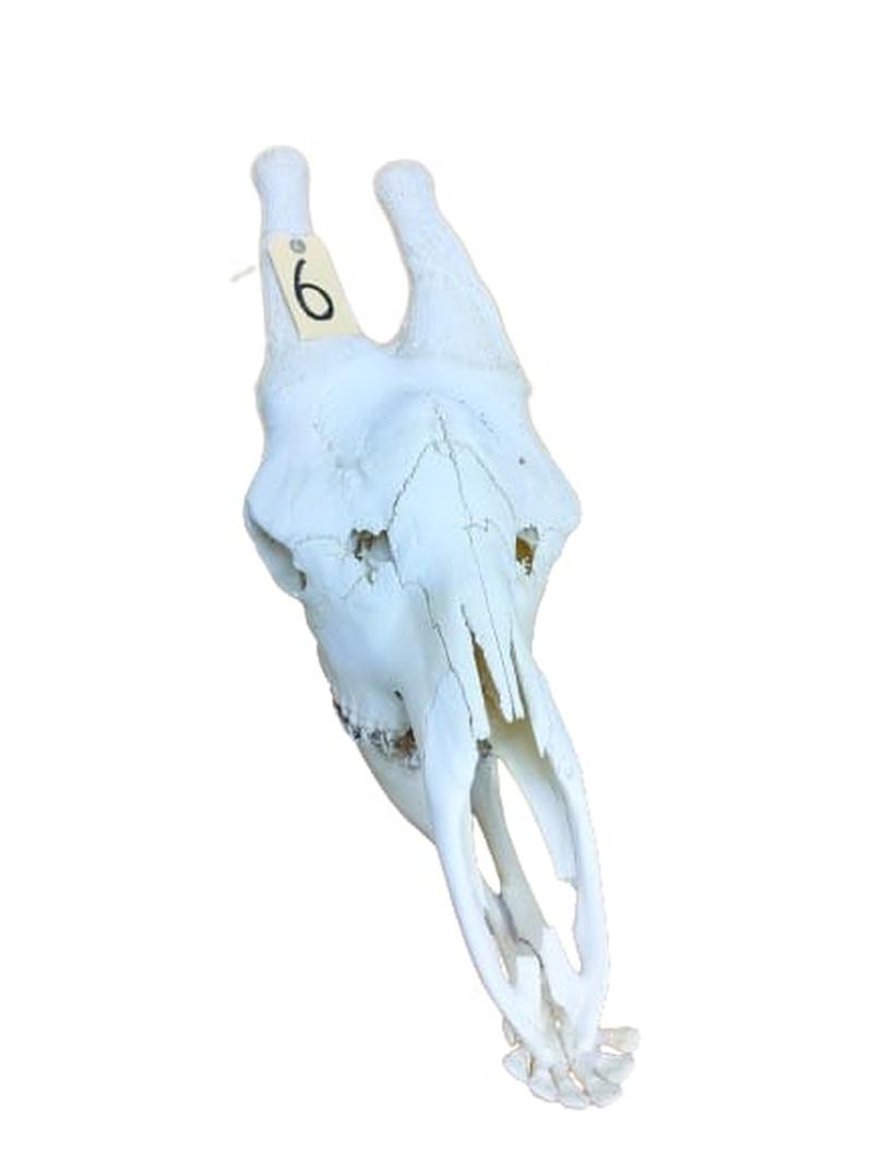Giraffe Skull - GRSW6 - Image 2