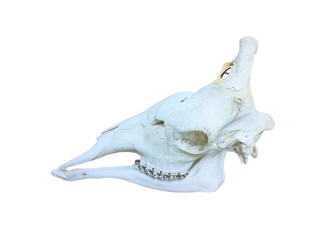 Giraffe Skull - GRSW6 - Image 3