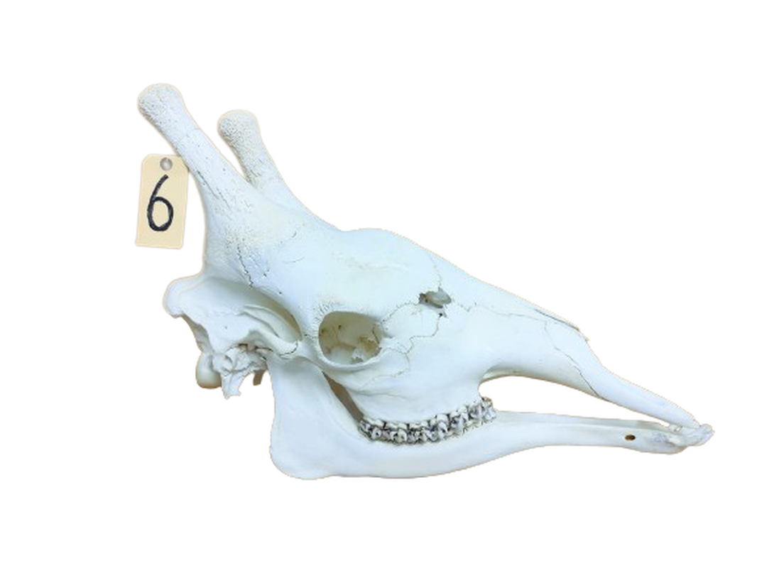 Giraffe Skull - GRSW6