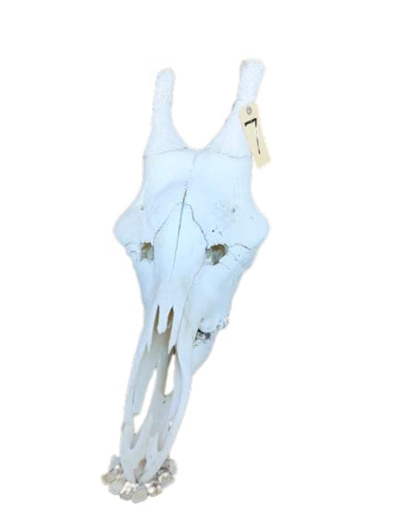 Giraffe Skull - GRSW7 - Image 2