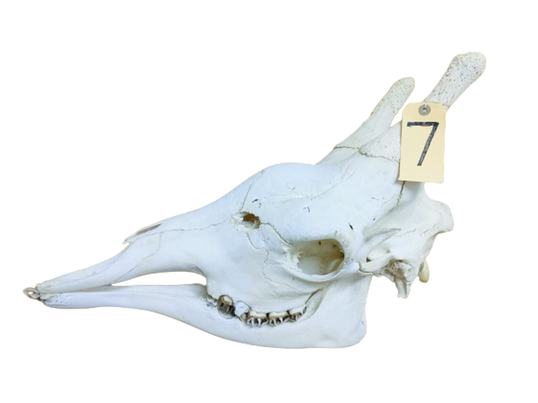 Giraffe Skull - GRSW7 - Image 3