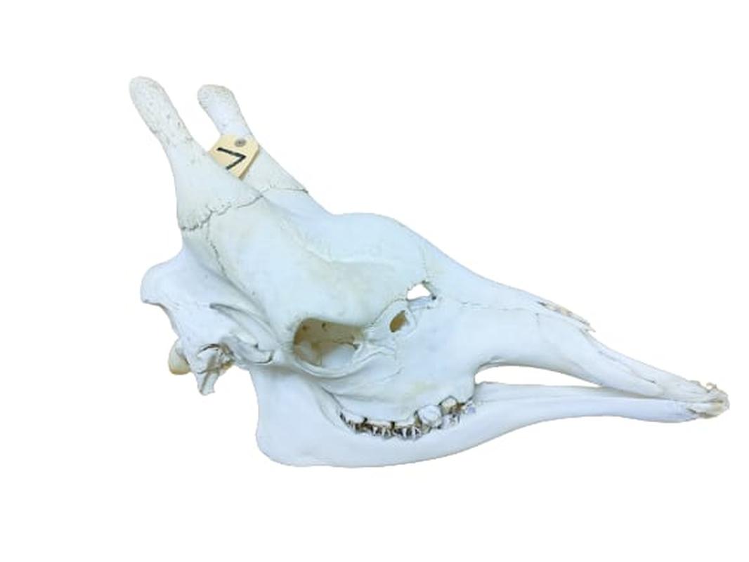 Giraffe Skull - GRSW7
