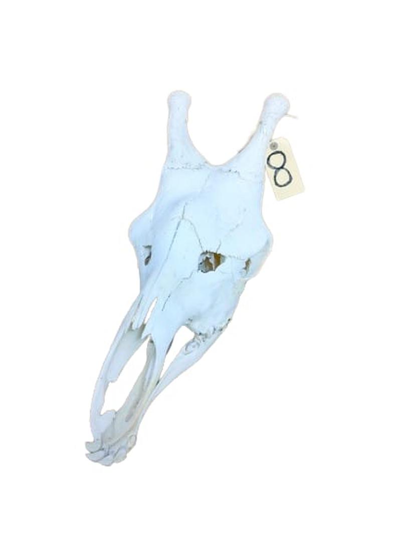 Giraffe Skull - GRSW8 - Image 2