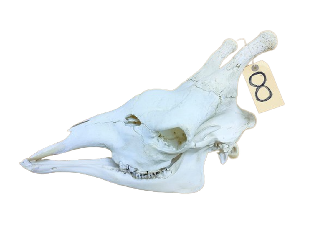 Giraffe Skull - GRSW8 - Image 3