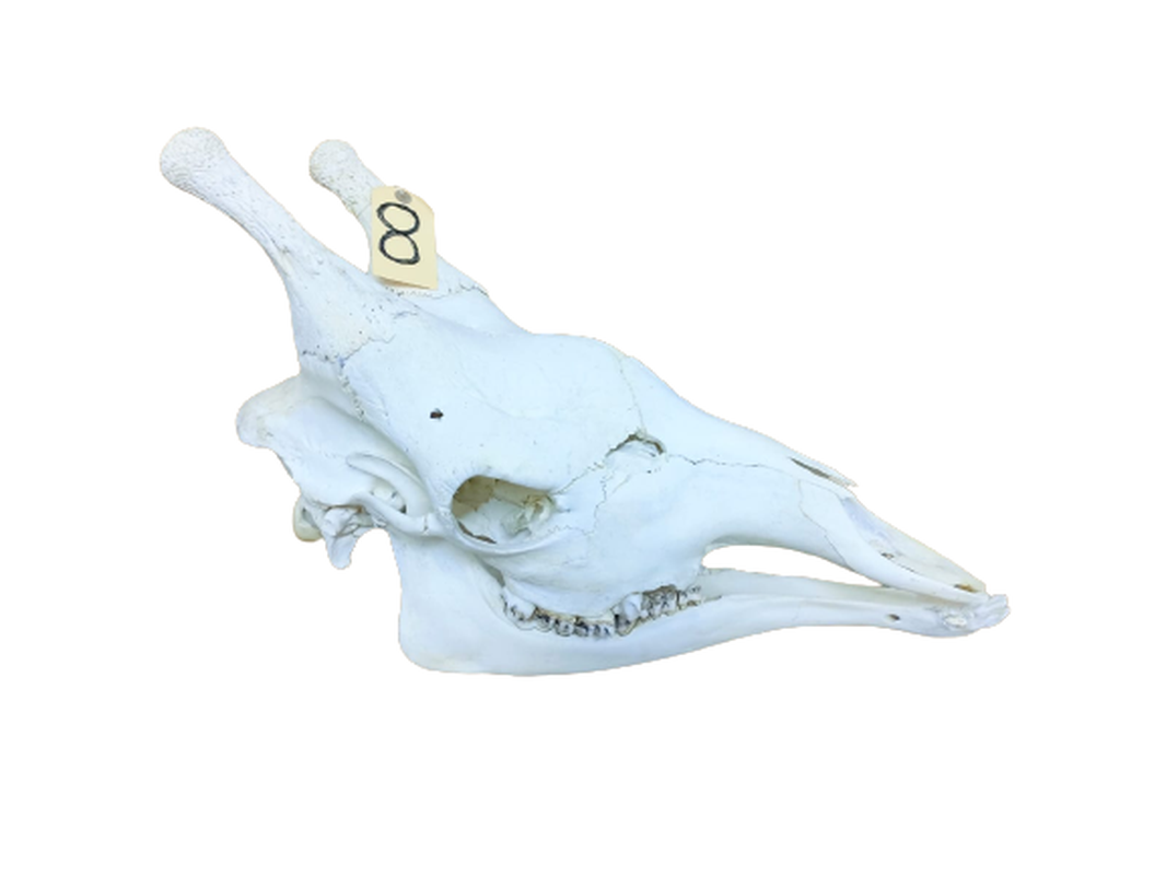 Giraffe Skull - GRSW8