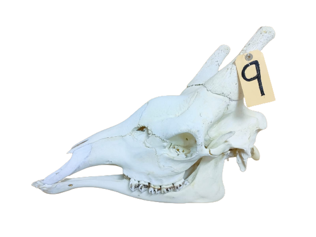 Giraffe Skull - GRSW9 - Image 2