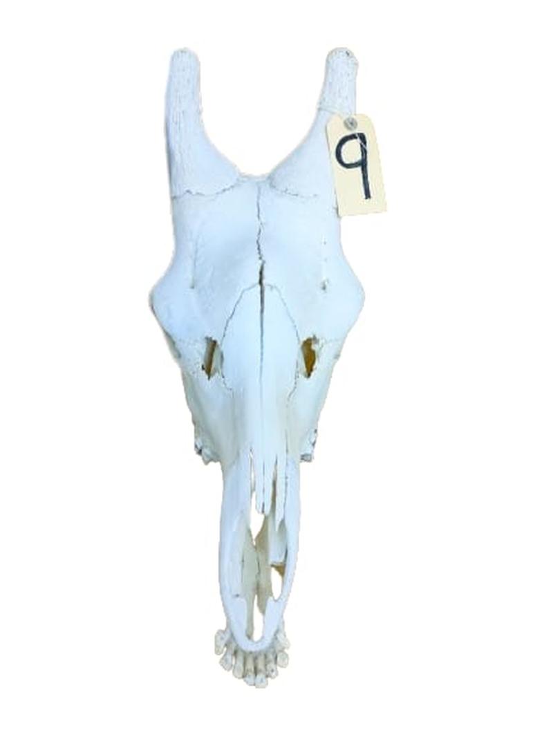 Giraffe Skull - GRSW9 - Image 3