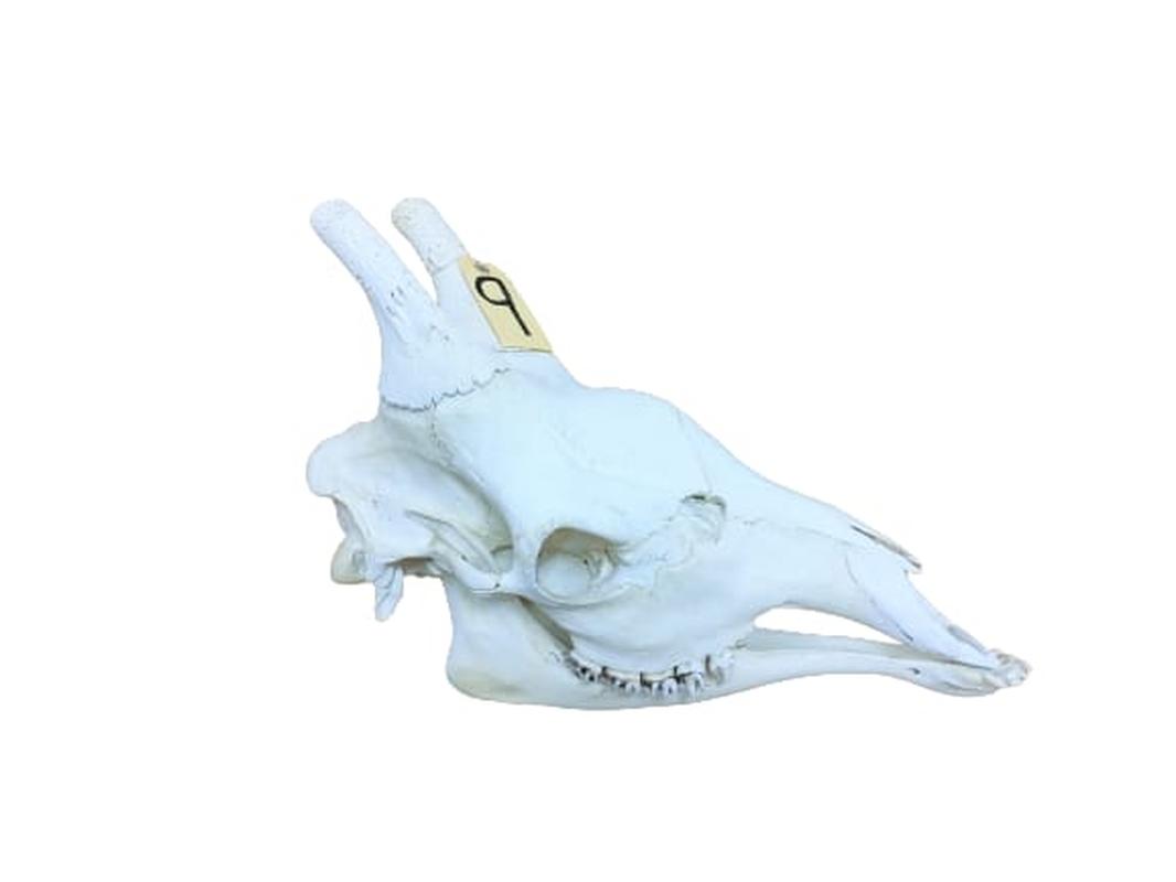 Giraffe Skull - GRSW9