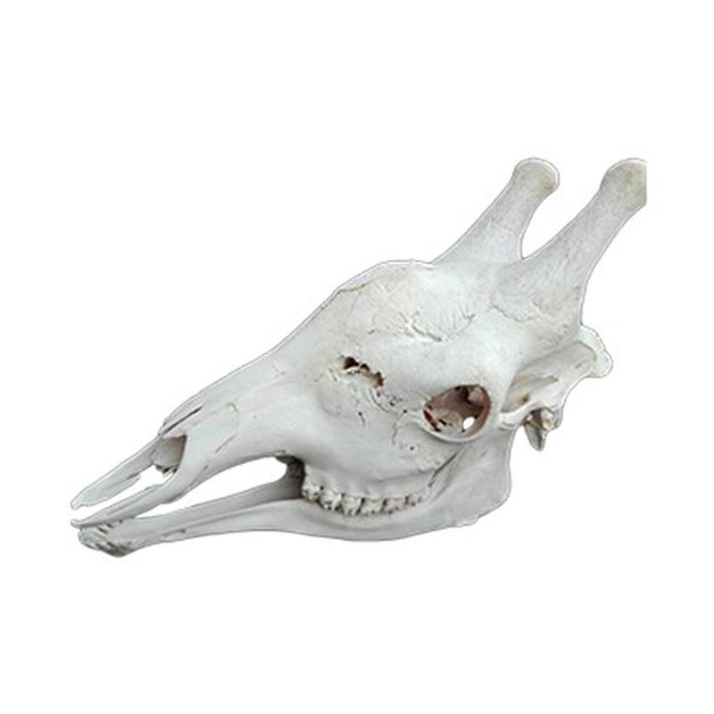 Giraffe Skull GS001 - Image 2