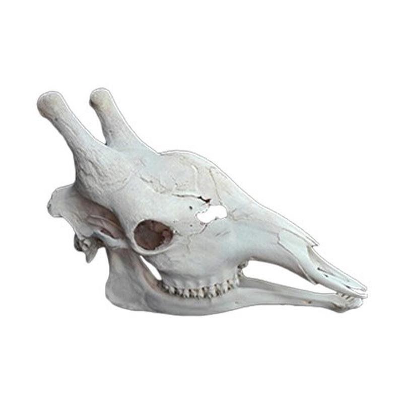 Giraffe Skull GS001