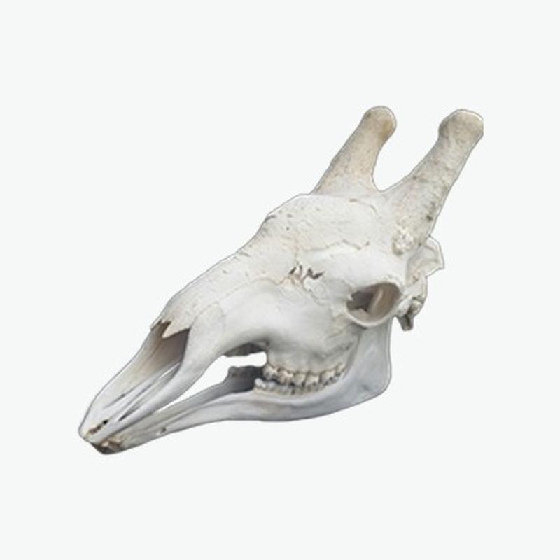 Giraffe Skull GS004 - Image 2