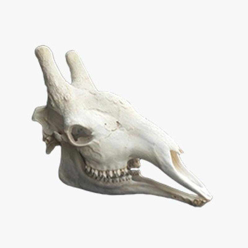 Giraffe Skull GS004