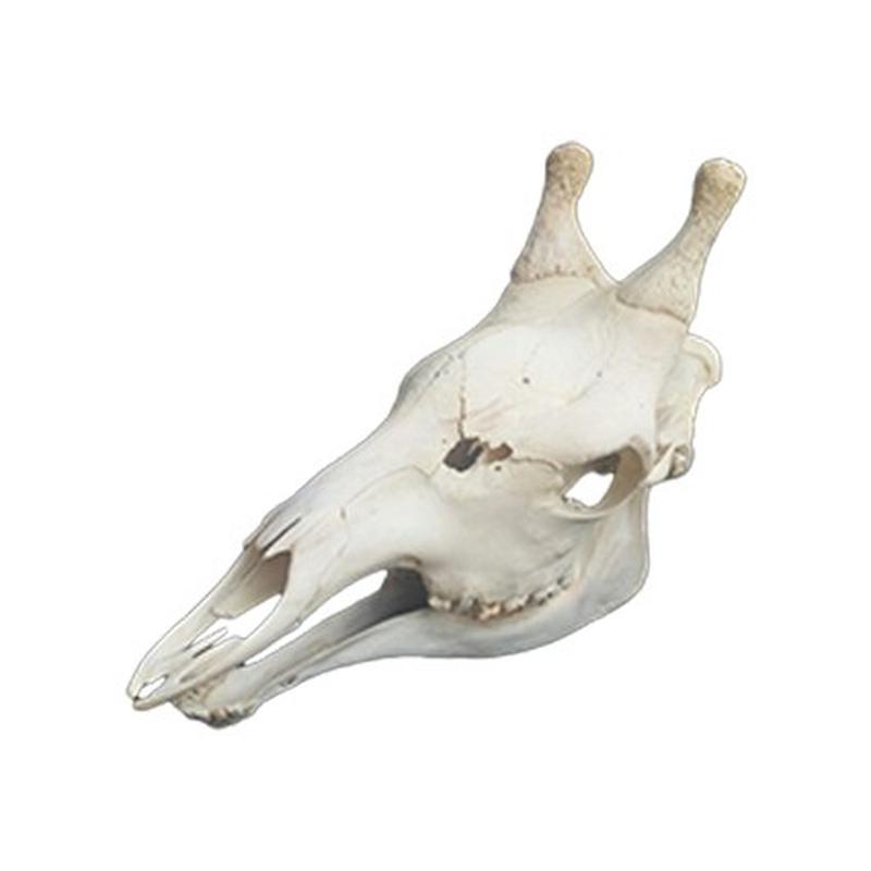Giraffe Skull GS005 - Image 2