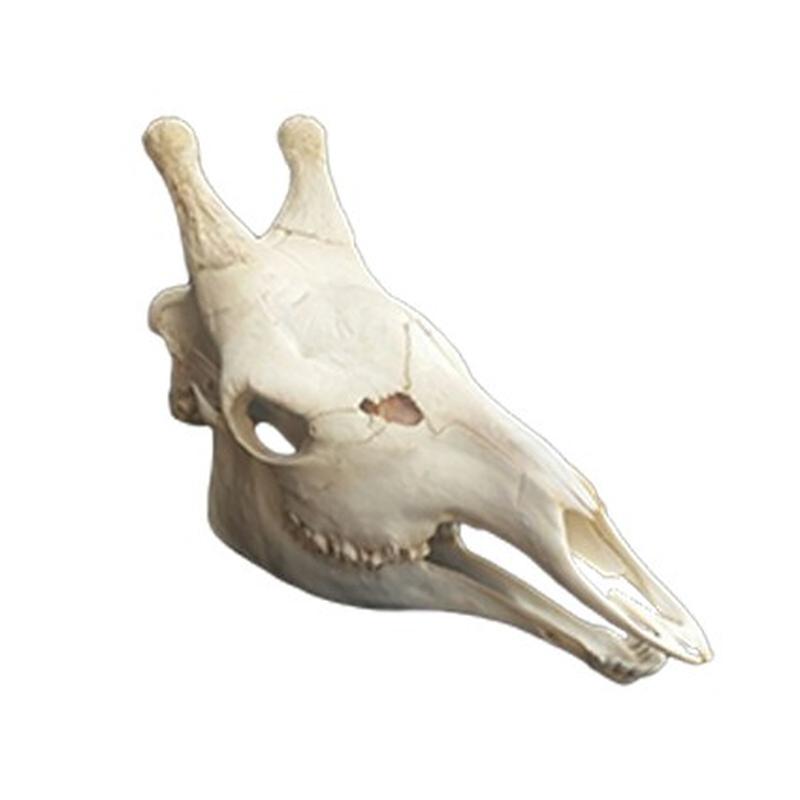 Giraffe Skull GS005