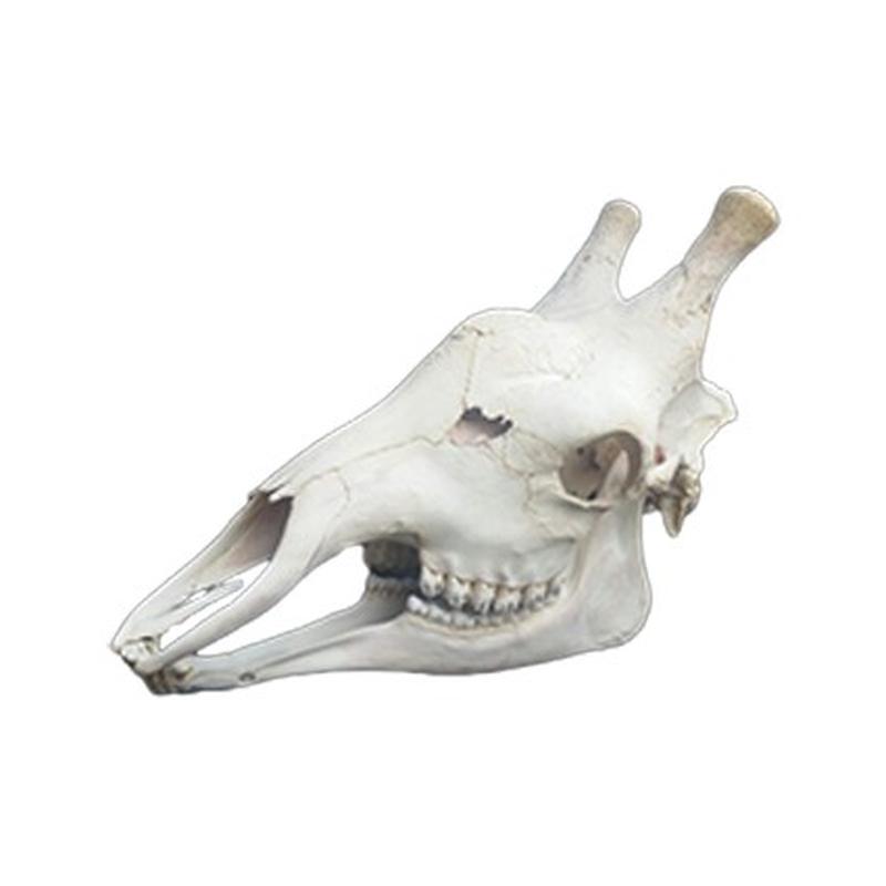 Giraffe Skull GS008 - Image 2