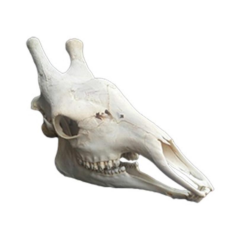 Giraffe Skull GS008